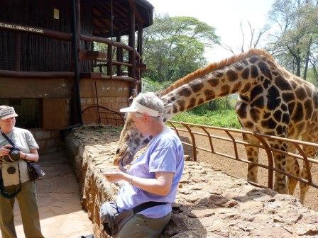 A giraffe lovers delight