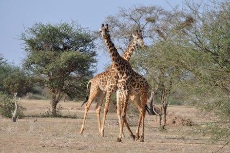 Giraffe abound