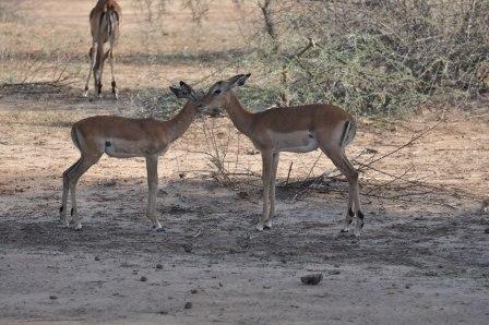 Impala mom and baby grooming