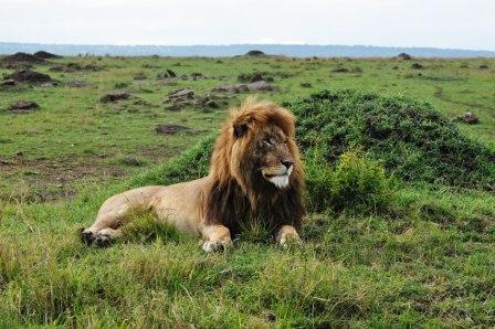 Lazy Lion