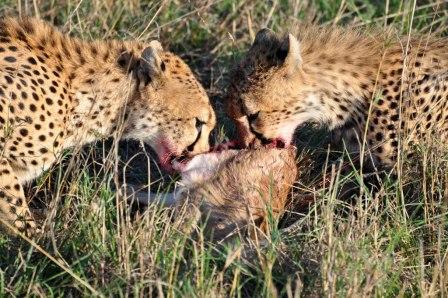 Cheetahs must tear dinner up quickly